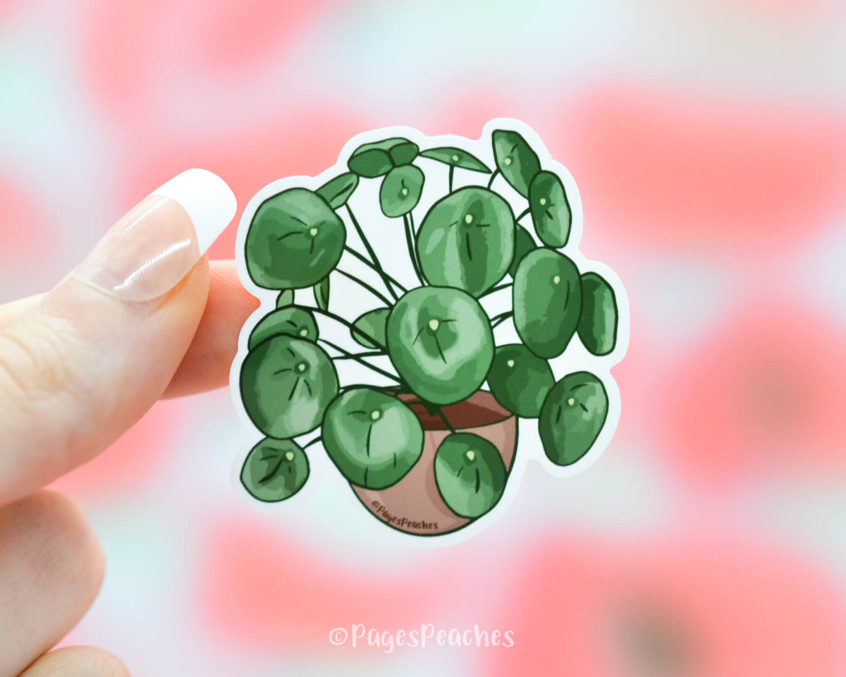 Large Chinese Money Plant Sticker